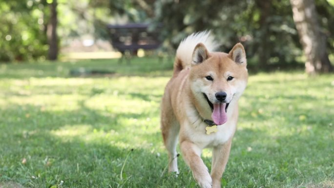 可爱的快乐狗Shiba Inu在绿草中跑步和看相机，在夏天玩得很开心