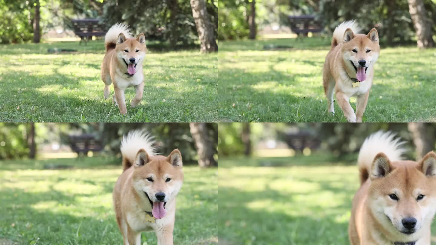 可爱的快乐狗Shiba Inu在绿草中跑步和看相机，在夏天玩得很开心