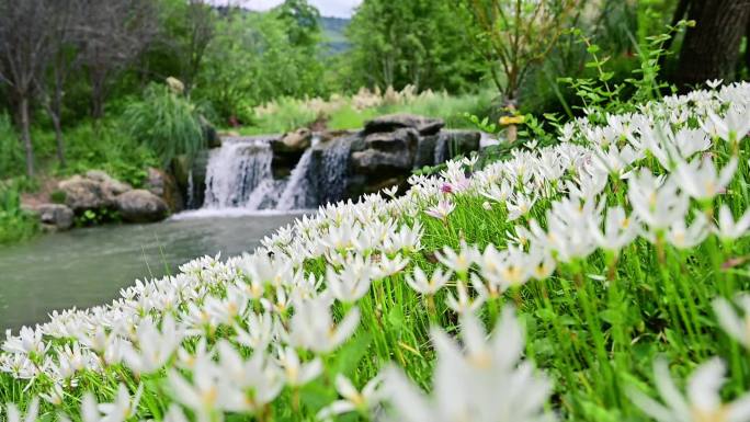 唯美生态环境溪流水仙花满地绽放升格素材