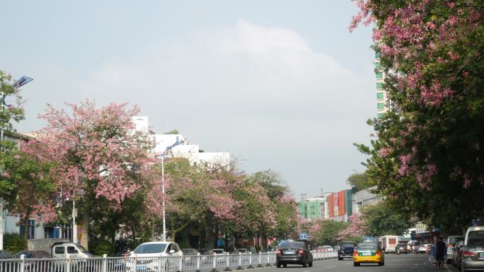 惠州风景