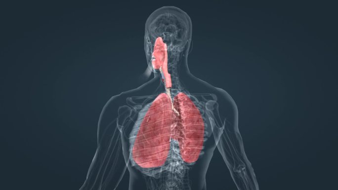 医学 全息 人体 解剖 生理 机能 肺脏