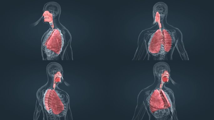医学 全息 人体 解剖 生理 机能 肺脏
