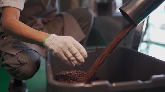 一名亚裔中国工匠在他的工厂里检查烘焙咖啡豆的去石过程，在冷却过程中旋转出来