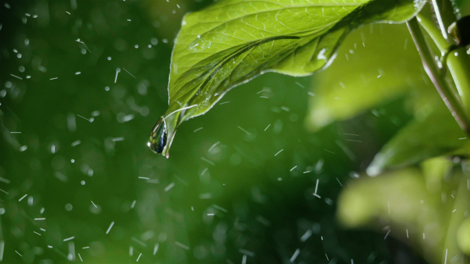 原创4k生命绽放下雨雨滴落下