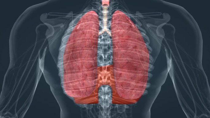 肺功能动画
