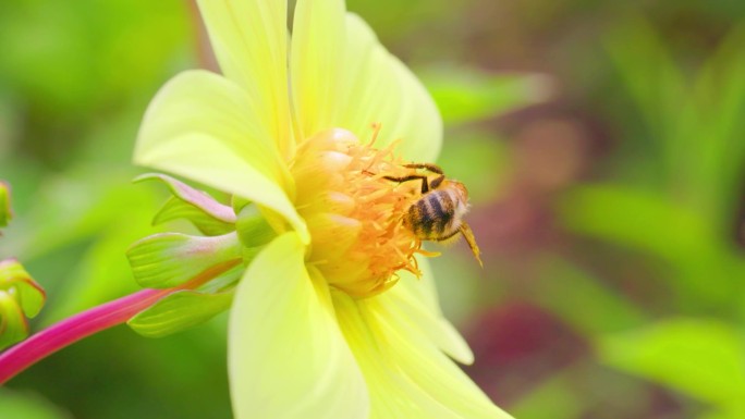 野蜜蜂花粉采蜜