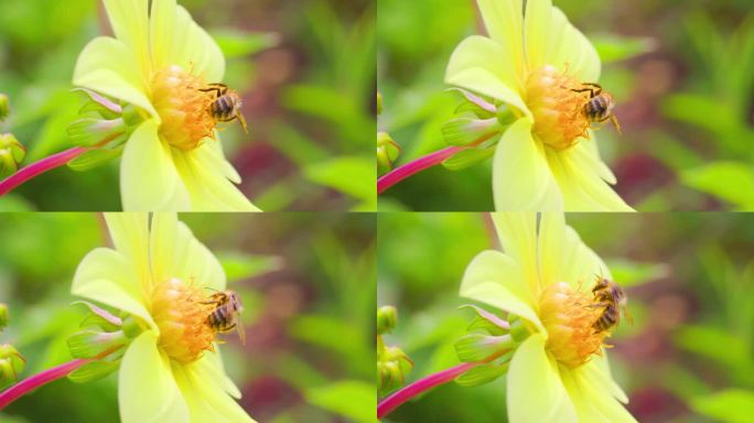 野蜜蜂花粉采蜜