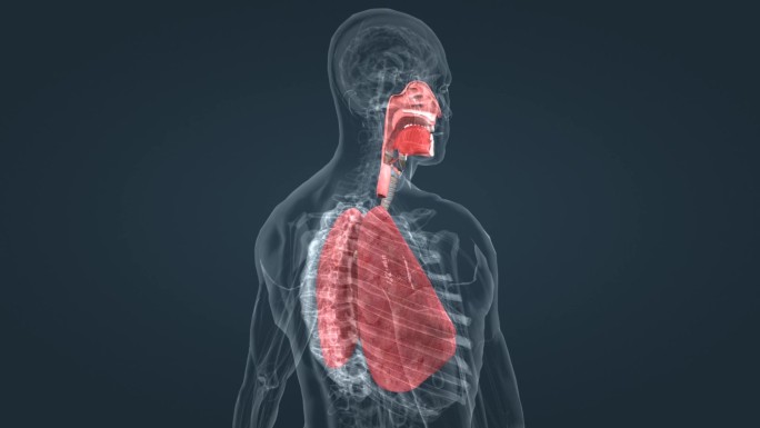肺呼吸 有氧运动 肺栓塞 肺功能呼吸系统