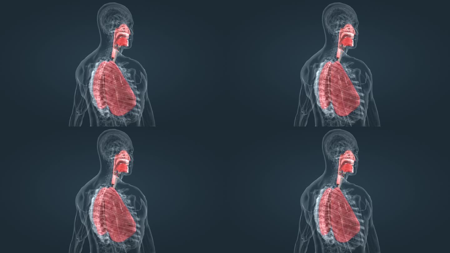 肺呼吸 有氧运动 肺栓塞 肺功能呼吸系统