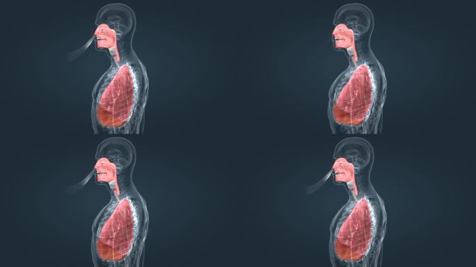 肺癌 器官 鼻腔 上呼吸道 呼吸系统动画