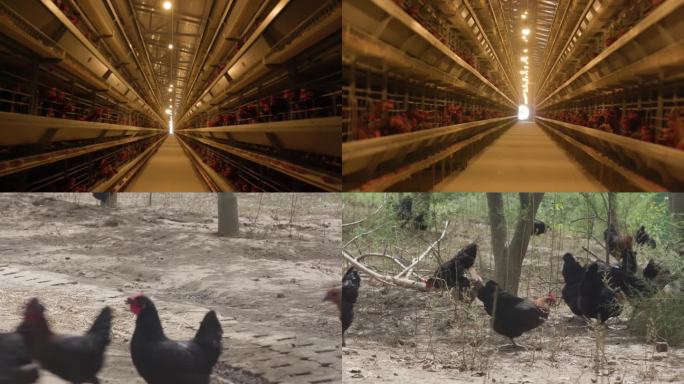 鸡 自动化养鸡场 畜牧