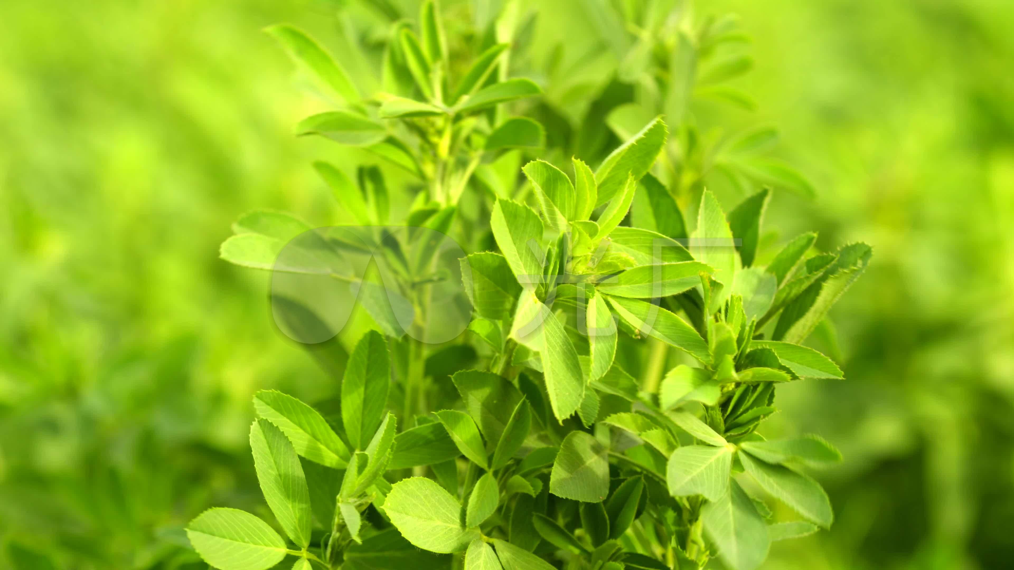 地地道道的紫花小苦菜，最好的解毒去火野菜，民间称它为解毒药