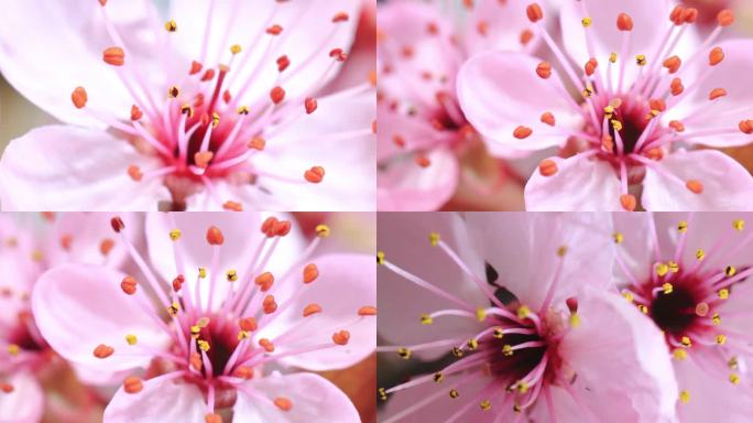 粉红色樱桃树开花-樱花