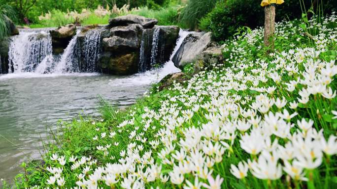 唯美生态环境清澈溪流水仙花满地绽放