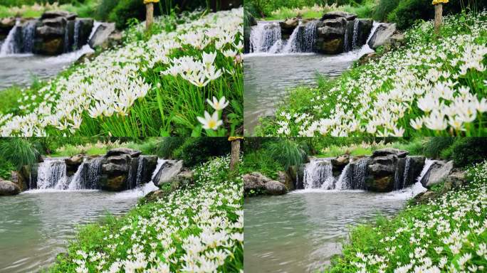 唯美生态环境清澈溪流水仙花满地绽放
