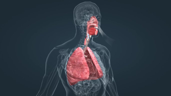 肺泡 肺健康 肺部呼吸 病毒 疾病 肺病