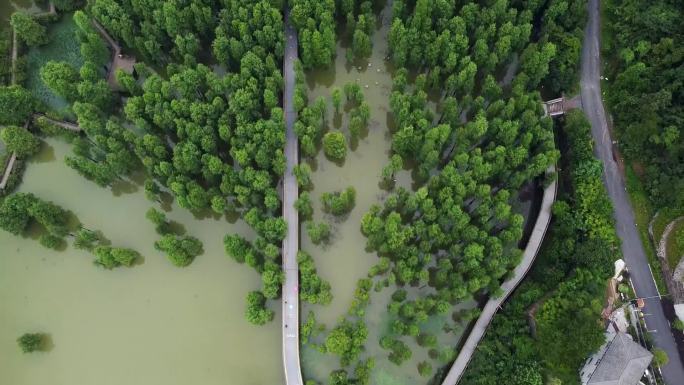 杭州青山湖水上森林航拍