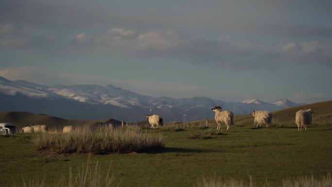 雪山下的羊群