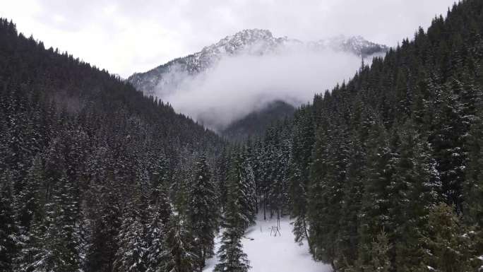 4K航拍新疆雪山松树云海风景