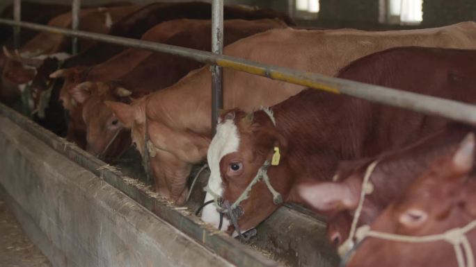 牛 养殖 畜牧 肉牛 养牛场