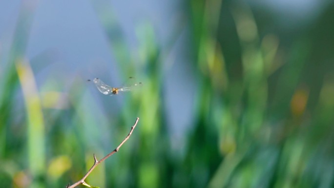 蜻蜓 昆虫 蜻蜓震动翅膀 蜻蜓飞入