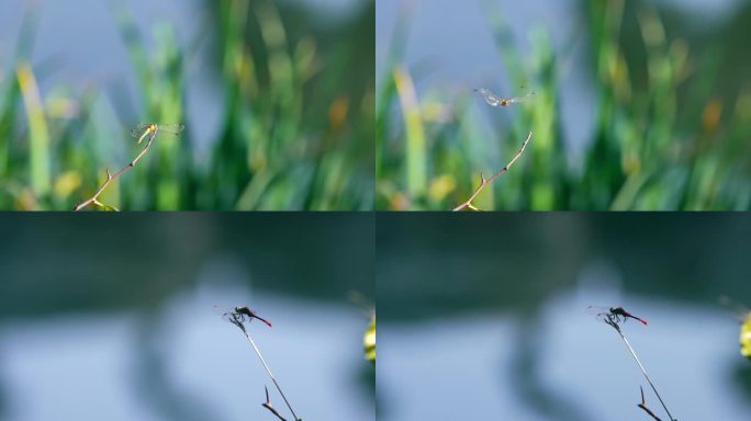 蜻蜓 昆虫 蜻蜓震动翅膀 蜻蜓飞入