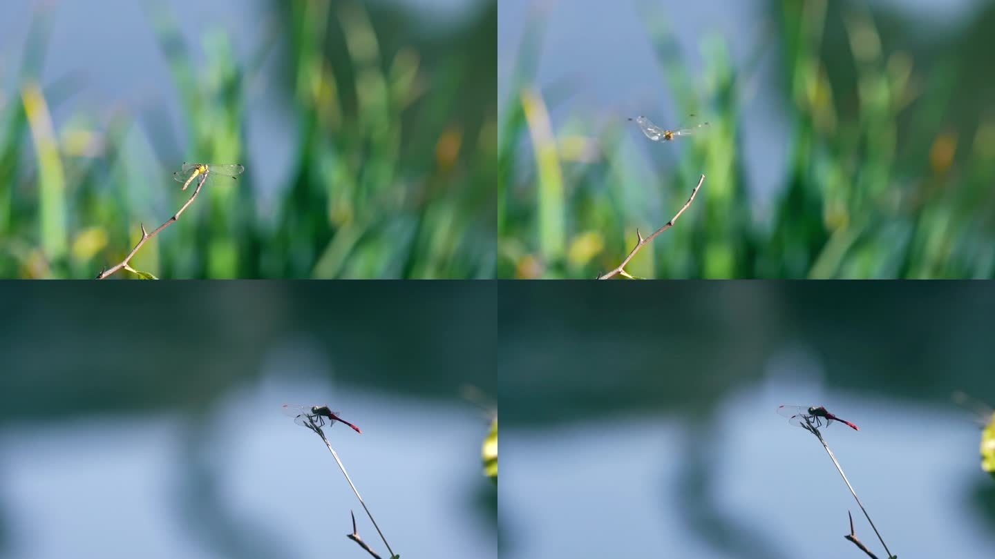 蜻蜓 昆虫 蜻蜓震动翅膀 蜻蜓飞入