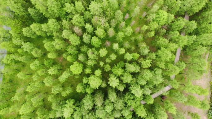 航拍广州大观湿地公园醉人绿色的落羽杉