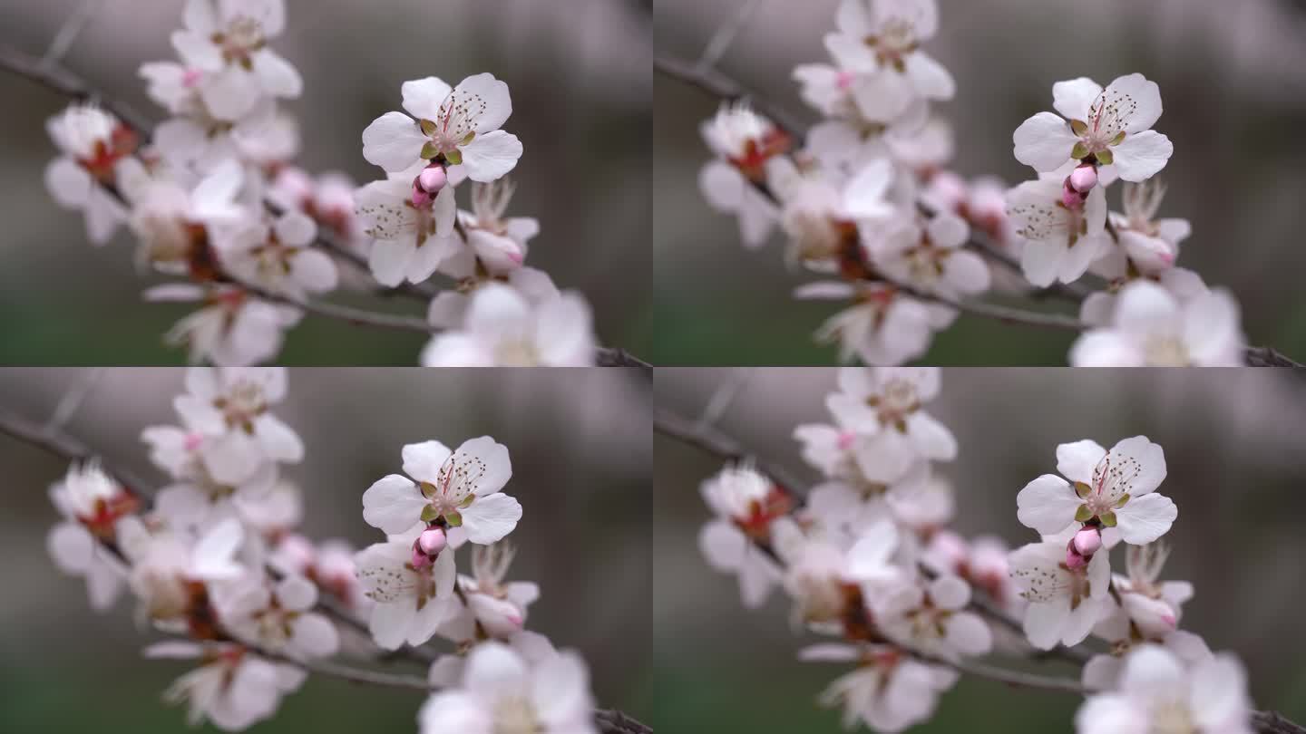 春天的樱花阳春三月桃花开樱花开