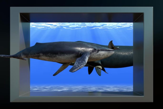 海底世界鲸鱼裸眼3D素材(可定制)