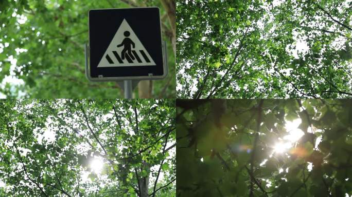 绿树 太阳 天空 阳光 树荫 指示牌