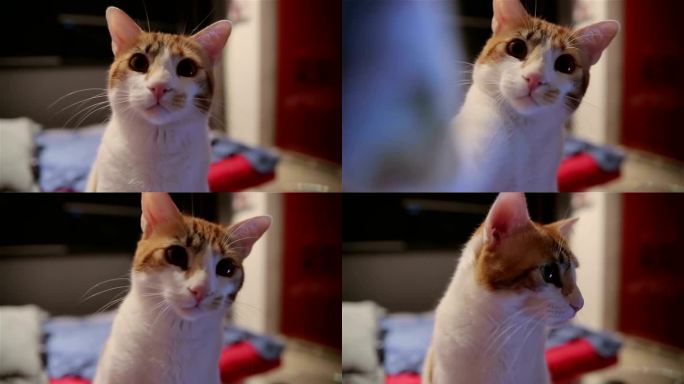 美丽有趣的猫触摸相机镜头，太可爱了