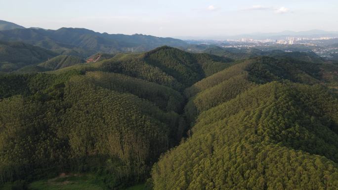 航拍广西山区速丰桉树林连片种植