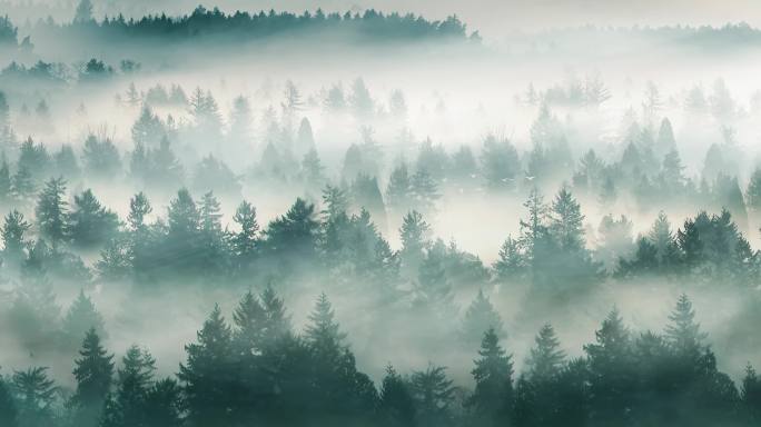 晨光迷雾森林 2