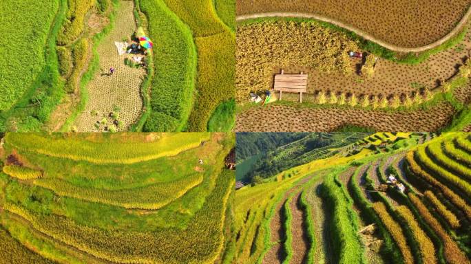 农业生产稻谷收割