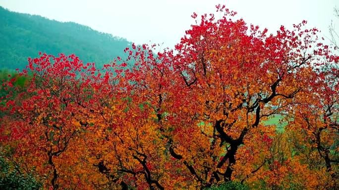 挂满红叶的大树