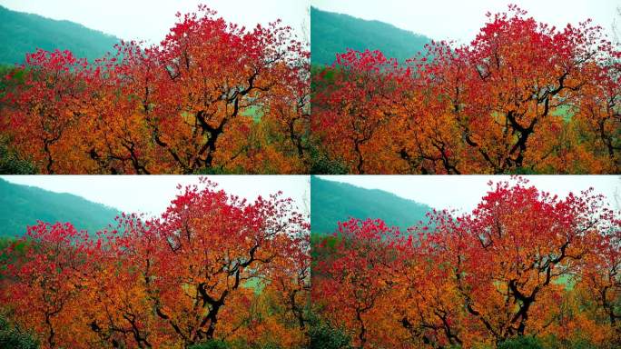 挂满红叶的大树