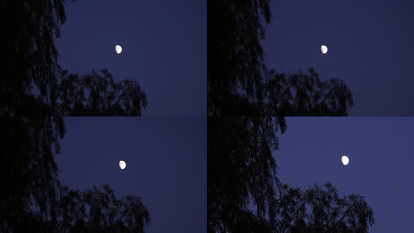 夜晚 月亮 柳树