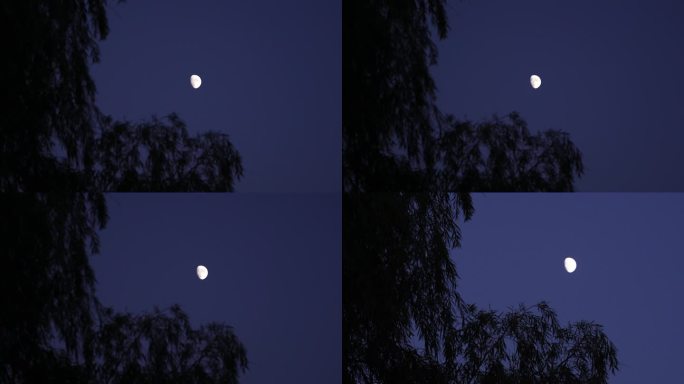 夜晚 月亮 柳树