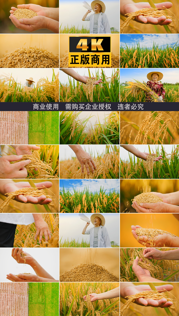 水稻农业大米丰收农民稻谷稻田播种乡村振兴