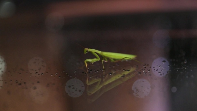 螳螂 动物 雨滴 虫子 爬虫 光影