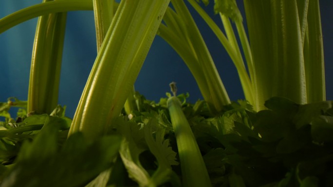 绿布背景蔬菜食材画面