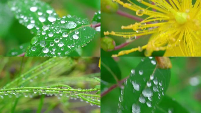 露珠水滴绿叶清新白露节气