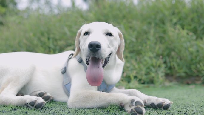 拉布拉多猎犬和小姐姐开心互动遛狗训练狗