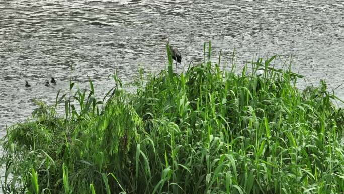 【21元】河流湿地鸟群