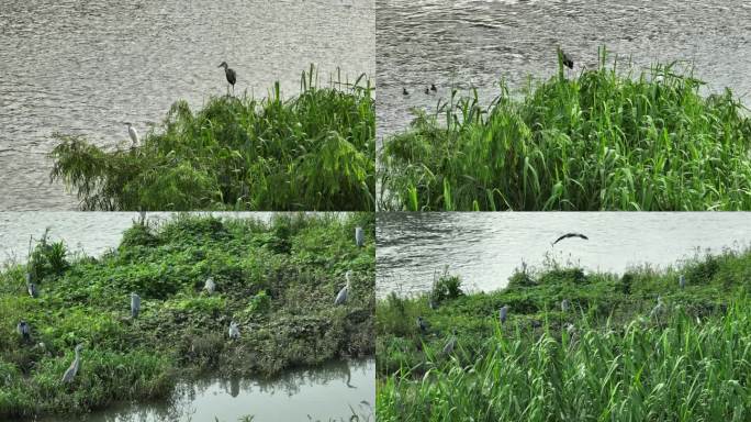 【21元】河流湿地鸟群