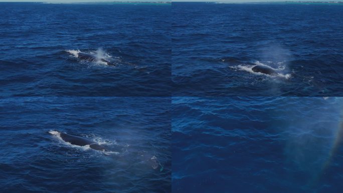 航拍浮出海面的鲸鱼及鲸鱼宝宝