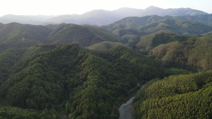 航拍广西山区速丰桉树林连片种植
