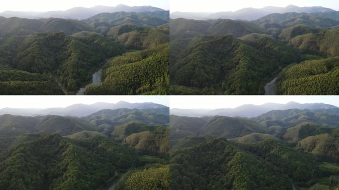 航拍广西山区速丰桉树林连片种植