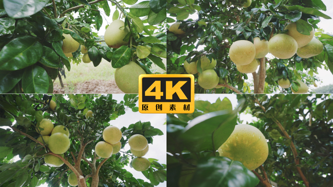 4K-实拍柚子树种植、柚子果实